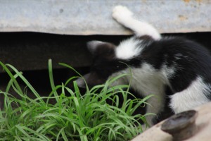This kitten is looking for its playmates. They're playing hide & seek